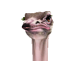 Ostrich Male - Zoo Tycoon 2