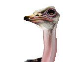 Ostrich Female - Zoo Tycoon 2
