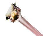 Ostrich Baby - Zoo Tycoon 2