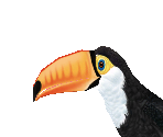 Toco Toucan - Zoo Tycoon 2