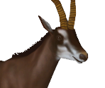 Giant Sable Antelope Female - Zoo Tycoon 2