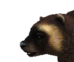 Wolverine Male - Zoo Tycoon 2