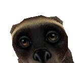 Wolverine Baby - Zoo Tycoon 2