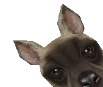 Striped Hyena Baby - Zoo Tycoon 2