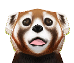 Red Panda Baby - Zoo Tycoon 2