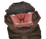 Pygmy Hippopotamus Baby - Zoo Tycoon 2
