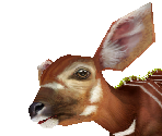 Bongo Baby - Zoo Tycoon 2
