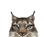 Spanish Lynx Female - Zoo Tycoon 2