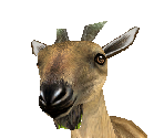 Markhor Female - Zoo Tycoon 2
