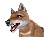 Ethiopian Wolf Baby - Zoo Tycoon 2