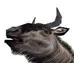 Wildebeest - Zoo Tycoon 2
