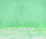 Grassy Terrain - Pokémon X / Y