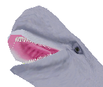 Beluga Baby - Zoo Tycoon 2