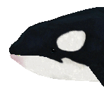 Orca - Zoo Tycoon 2