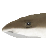 Blacktip Reef Shark Baby - Zoo Tycoon 2