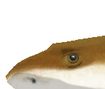 Blacktip Reef Shark - Zoo Tycoon 2