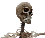 Skeleton - The Elder Scrolls IV: Oblivion