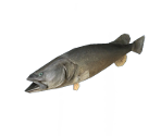 Fish - Dead Rising 2