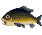Carp - Animal Crossing: New Leaf