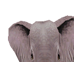African Elephant Baby - Zoo Tycoon 2