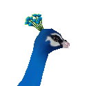Common Peafowl Male - Zoo Tycoon 2
