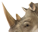 White Rhinoceros - Zoo Tycoon 2