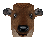 American Bison Baby - Zoo Tycoon 2