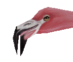 Greater Flamingo - Zoo Tycoon 2