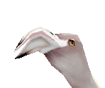 Greater Flamingo Baby - Zoo Tycoon 2