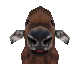 African Buffalo Baby - Zoo Tycoon 2