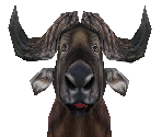 African Buffalo Female - Zoo Tycoon 2