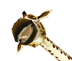 Reticulated Giraffe Baby - Zoo Tycoon 2