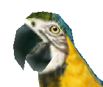 Macaw - Zoo Tycoon 2