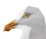 Gull - Zoo Tycoon 2