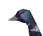 Common Loon - Zoo Tycoon 2