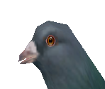 Pigeon - Zoo Tycoon 2