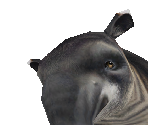 Baird's Tapir Female - Zoo Tycoon 2