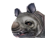 Javan Rhinoceros Baby - Zoo Tycoon 2