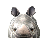 Javan Rhinoceros Female - Zoo Tycoon 2