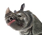 Javan Rhinoceros Male - Zoo Tycoon 2