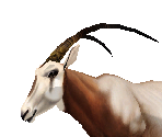 Scimitar-Horned Oryx Male - Zoo Tycoon 2