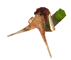 Aquarium Octopus - Zoo Tycoon 2