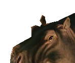 Hippopotamus Female - Zoo Tycoon 2