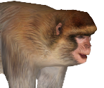 Barbary Ape - Zoo Tycoon 2