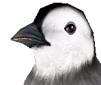 Emperor Penguin Baby - Zoo Tycoon 2