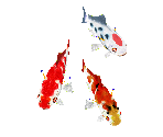 Koi - Zoo Tycoon 2