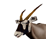 Gemsbok - Zoo Tycoon 2