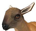 Markhor Baby Female - Zoo Tycoon 2