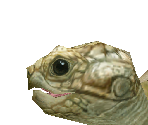 African Spurred Tortoise Baby - Zoo Tycoon 2