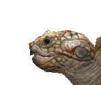 African Spurred Tortoise Female - Zoo Tycoon 2